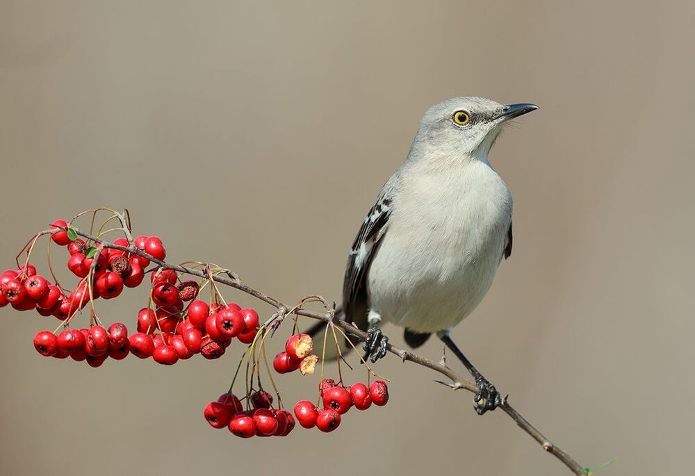 Многоголосый пересмешник -Northern Mockingbird