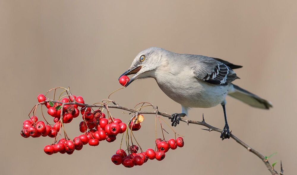 Многоголосый пересмешник -Northern Mockingbird