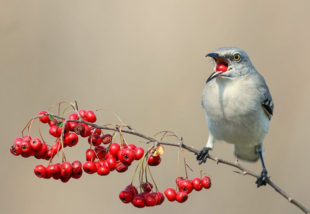 Многоголосый пересмешник -Northern Mockingbird