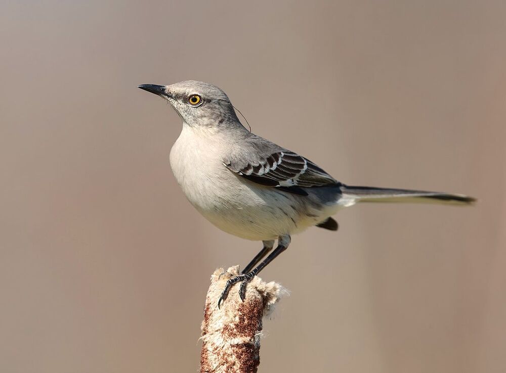 Многоголосый пересмешник -Northern Mockingbird