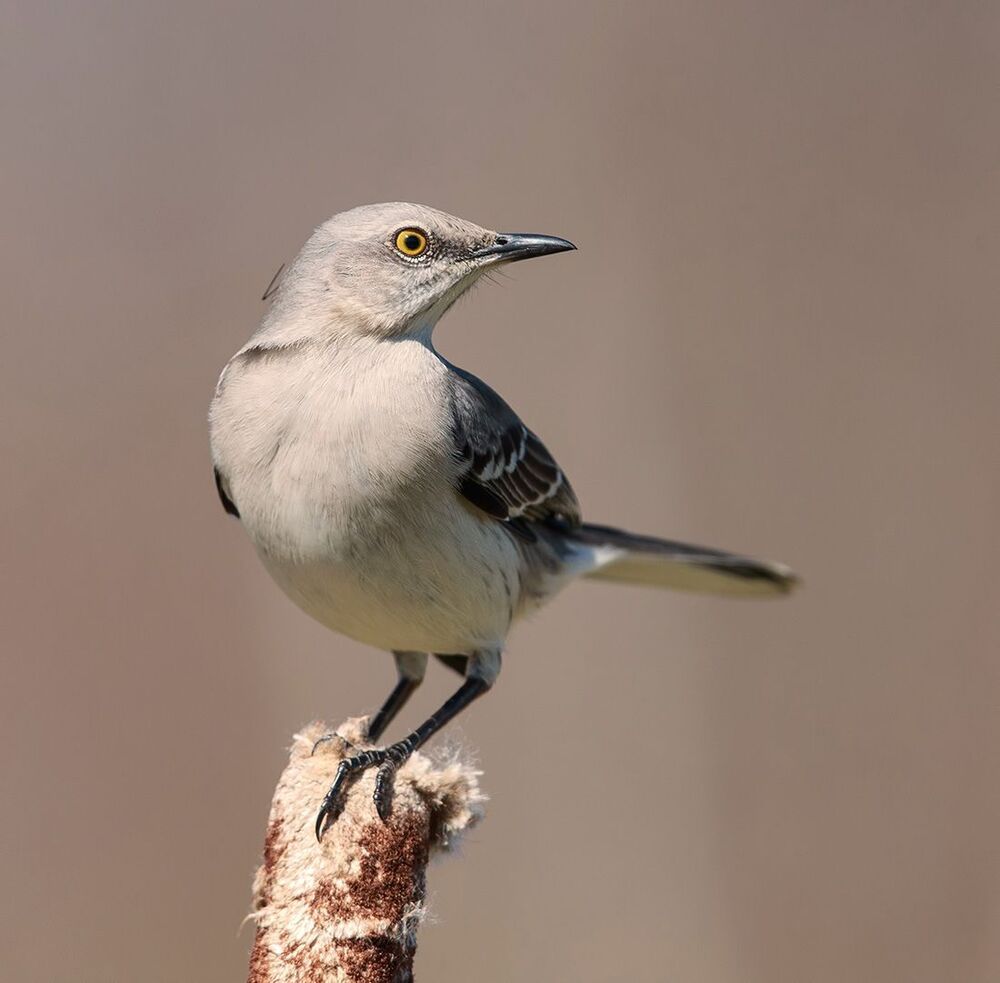 Многоголосый пересмешник -Northern Mockingbird