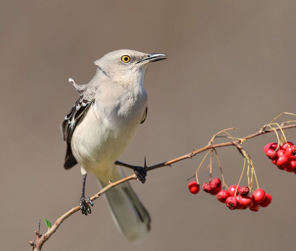 Многоголосый пересмешник -Northern Mockingbird