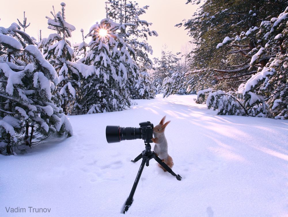 В зимнем лесу.