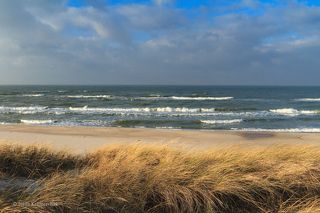 Густые травяные заросли эффективно осаждают движущийся песок, а длинные корневища надёжно его закрепляют...