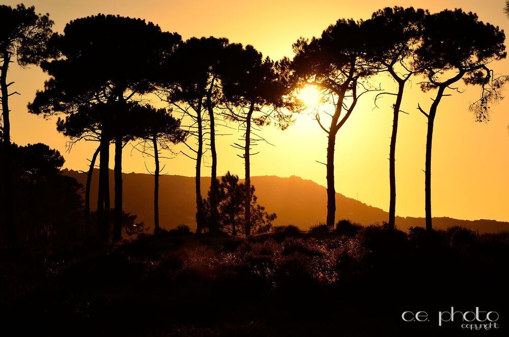 FROM CORSE