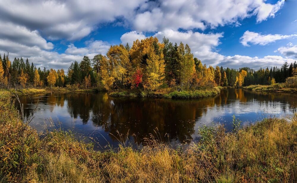 Золото югорской осени