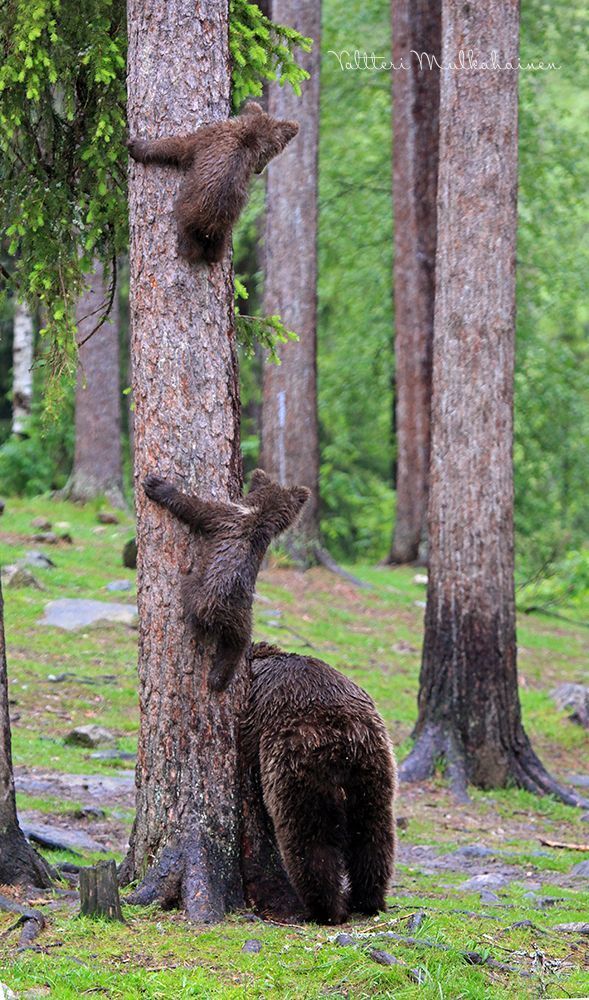 Ну куда эти шалуны убежали?