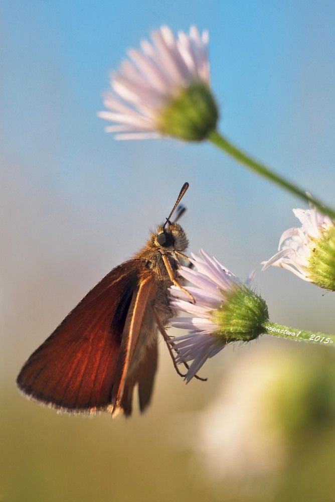 MACRO