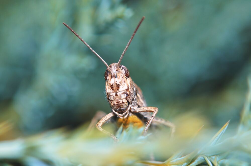 MACRO