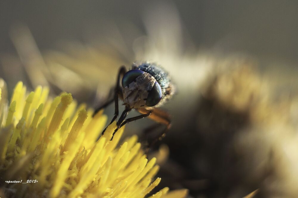 MACRO