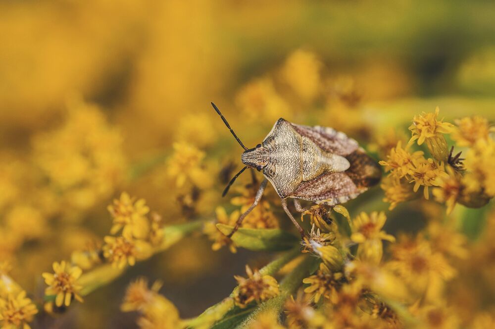 MACRO