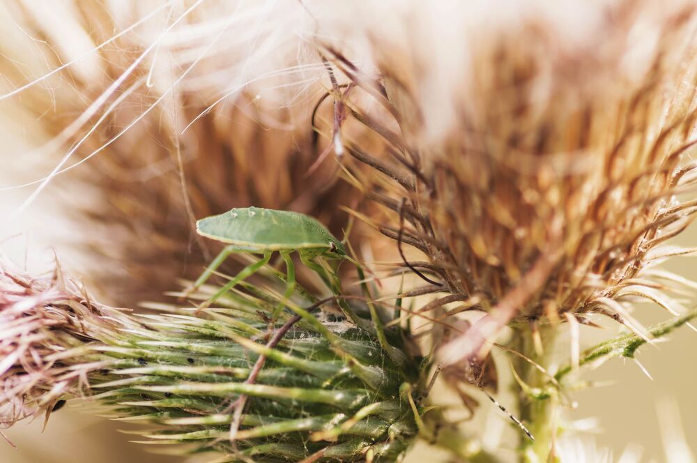 MACRO