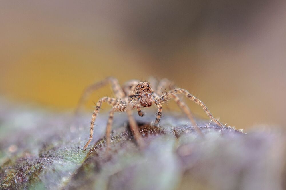 MACRO