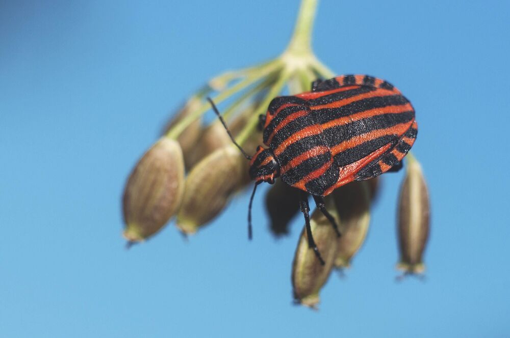 MACRO