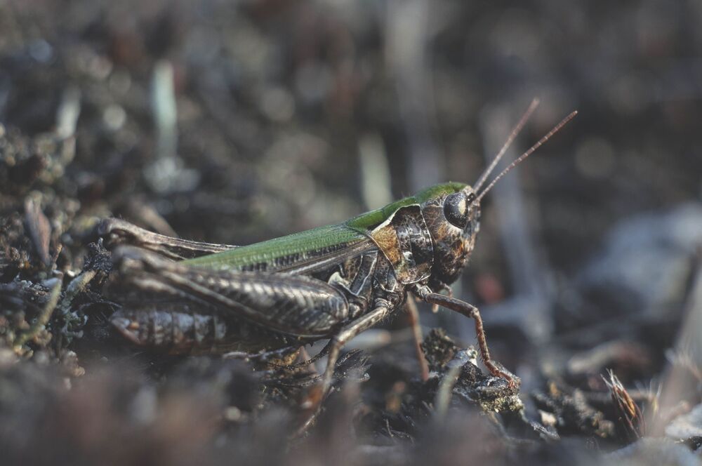MACRO