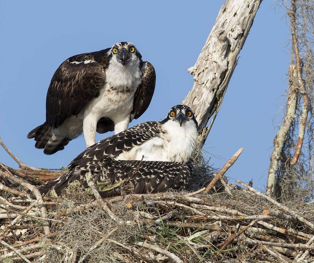 Cкопа - Osprey