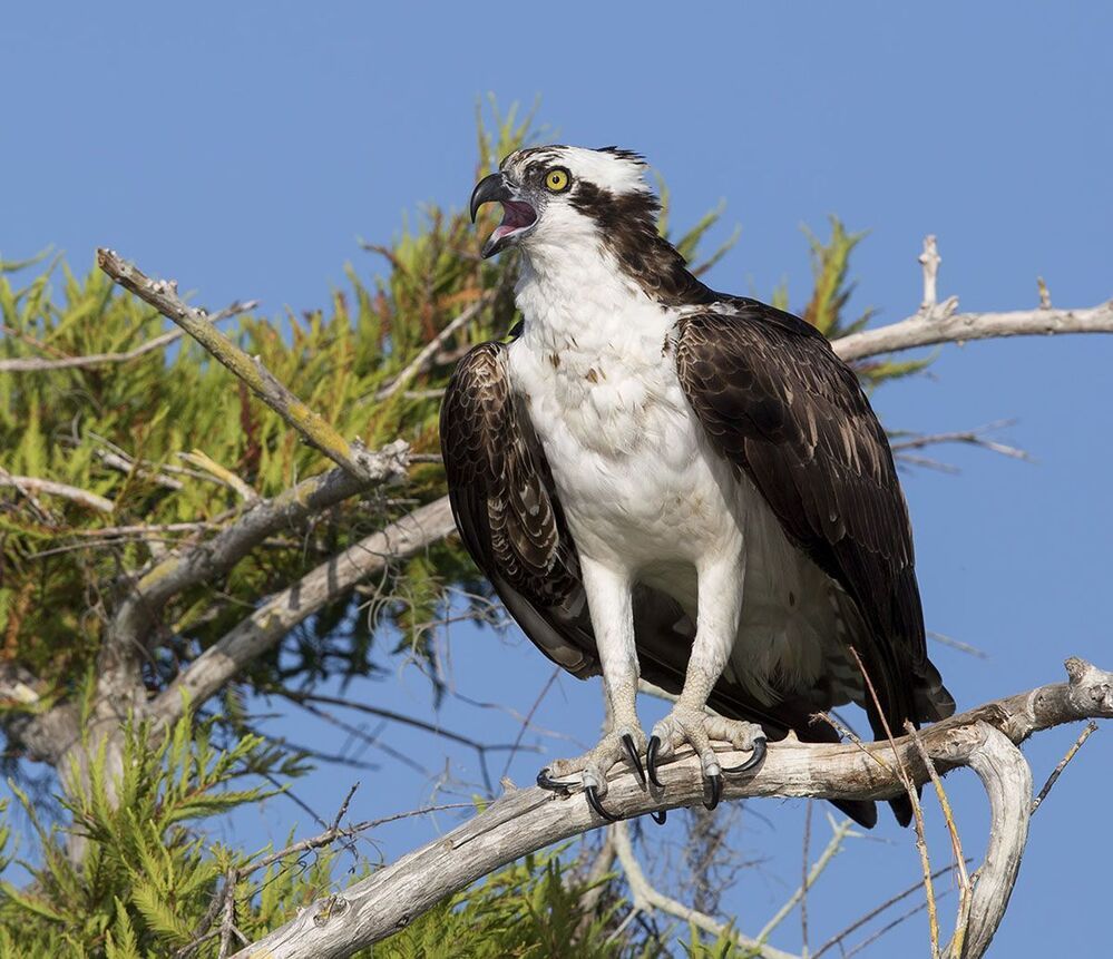 Cкопа - Osprey