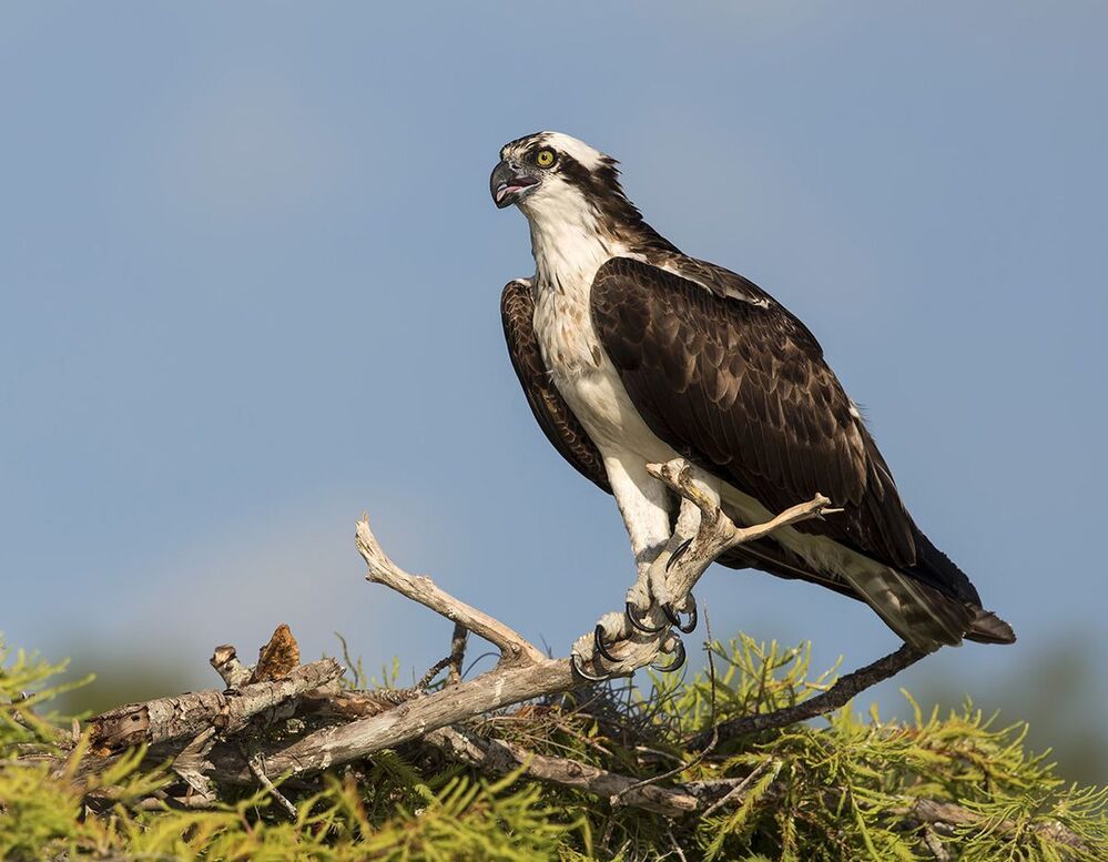Cкопа - Osprey