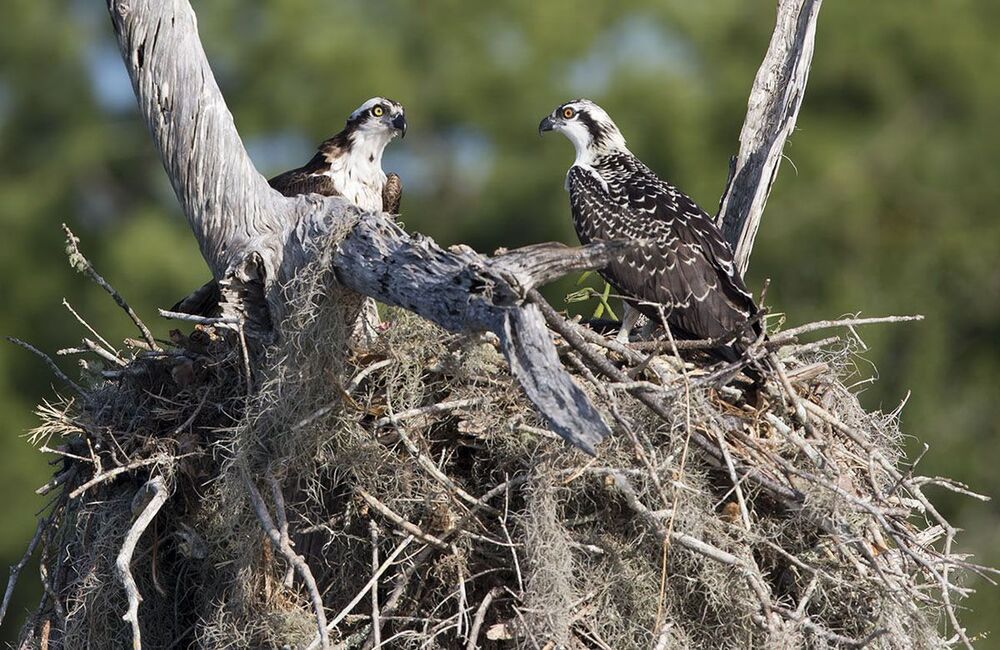 Cкопа - Osprey