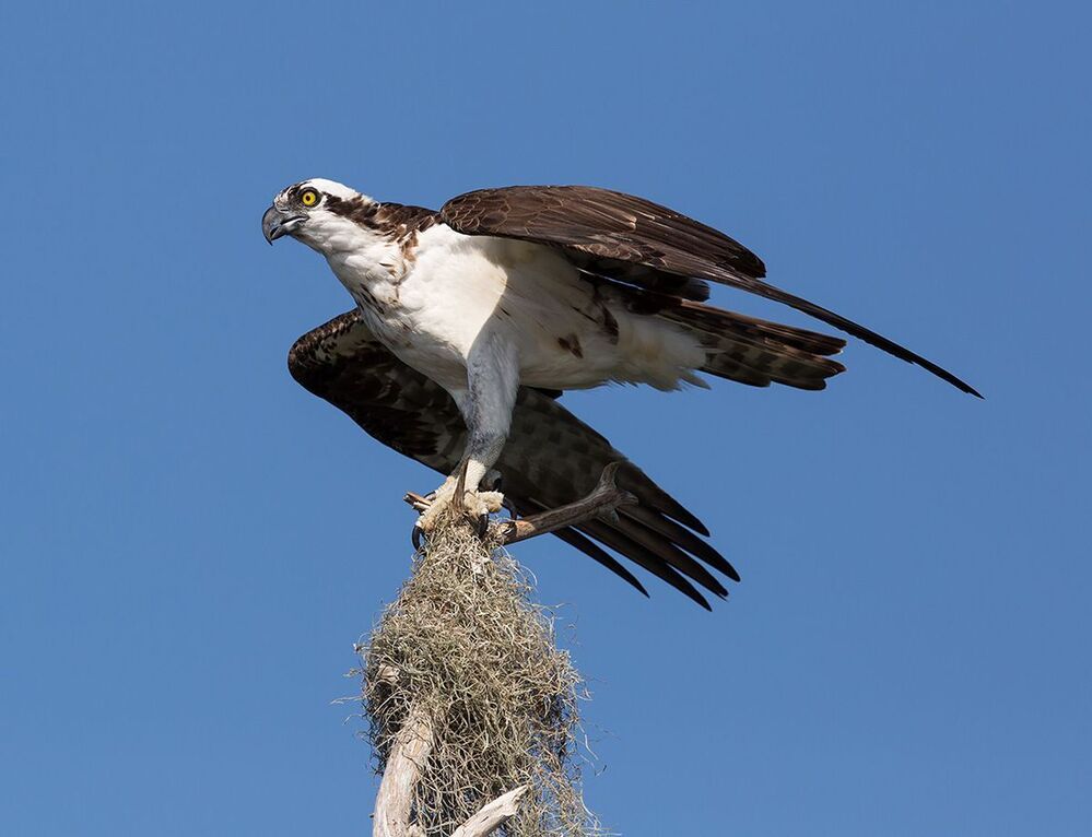 Cкопа - Osprey