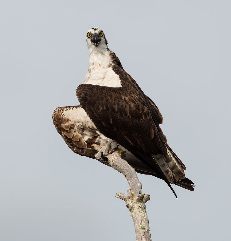 Cкопа - Osprey