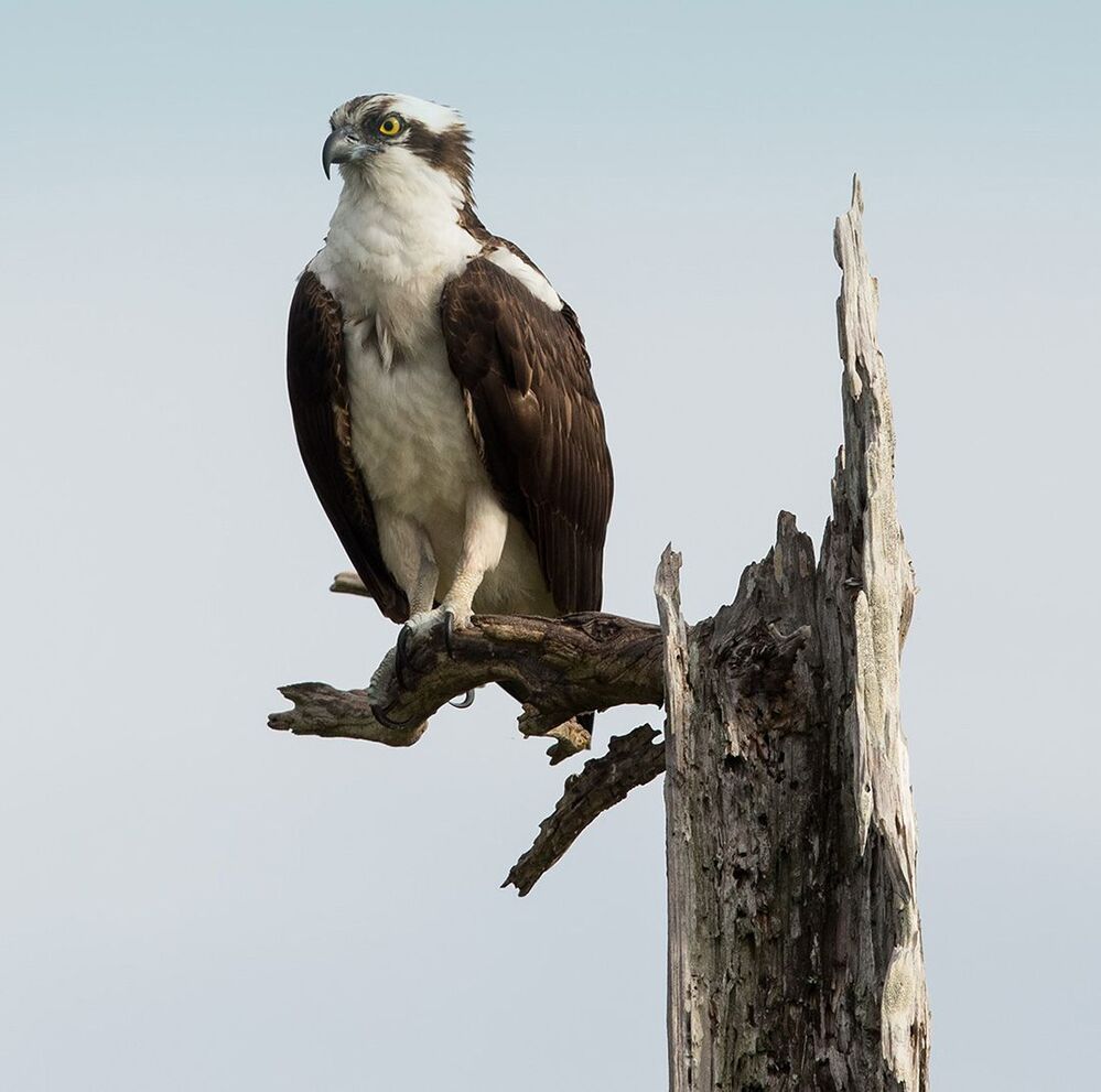 Cкопа - Osprey