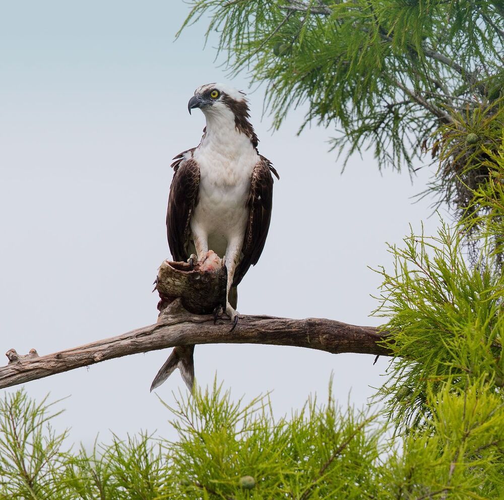 Cкопа - Osprey