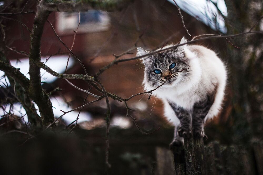 Котейка