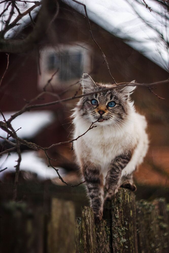Котейка