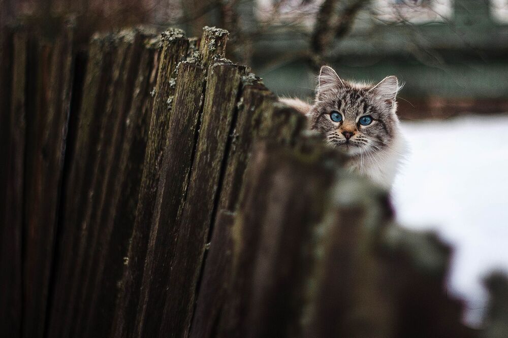 Котейка