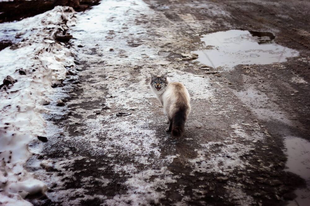 Котейка