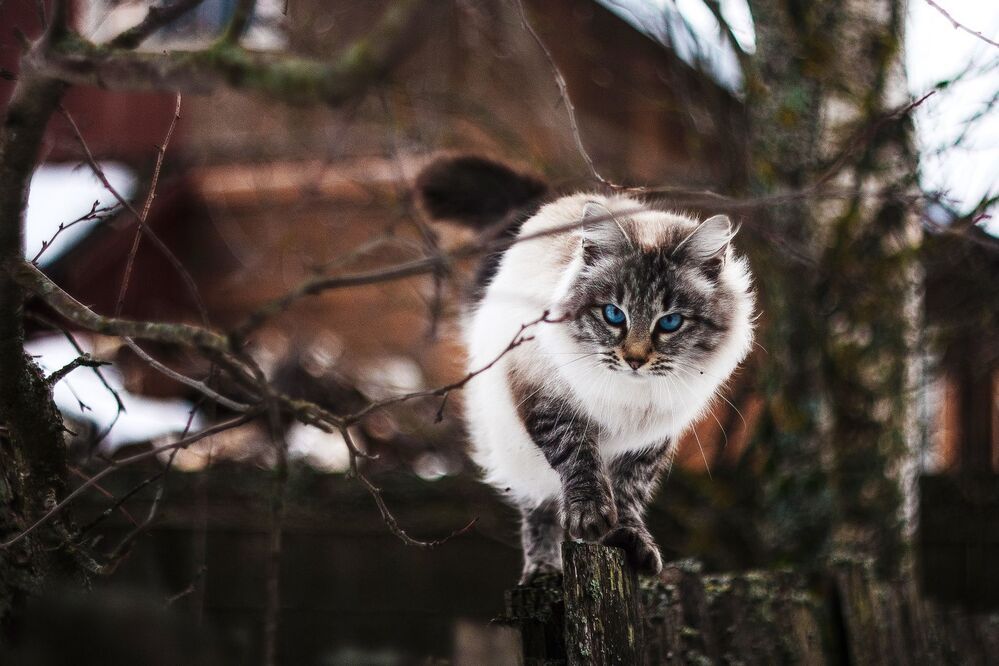 Котейка