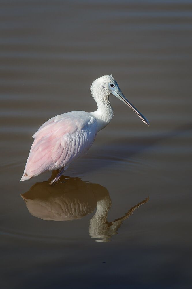 Розовая колпица (spoonbill)