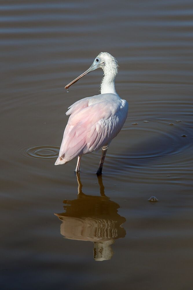Розовая колпица (spoonbill)