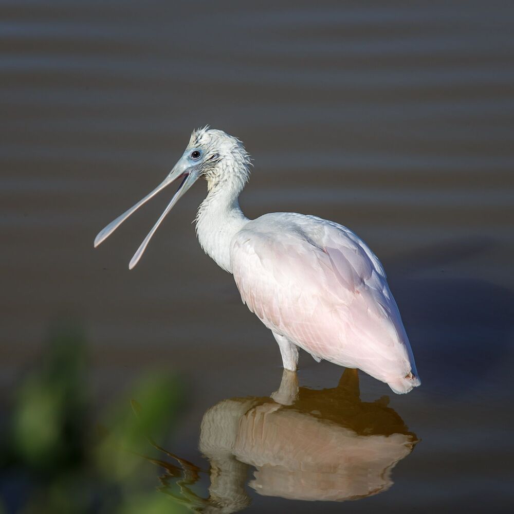 Розовая колпица (spoonbill)