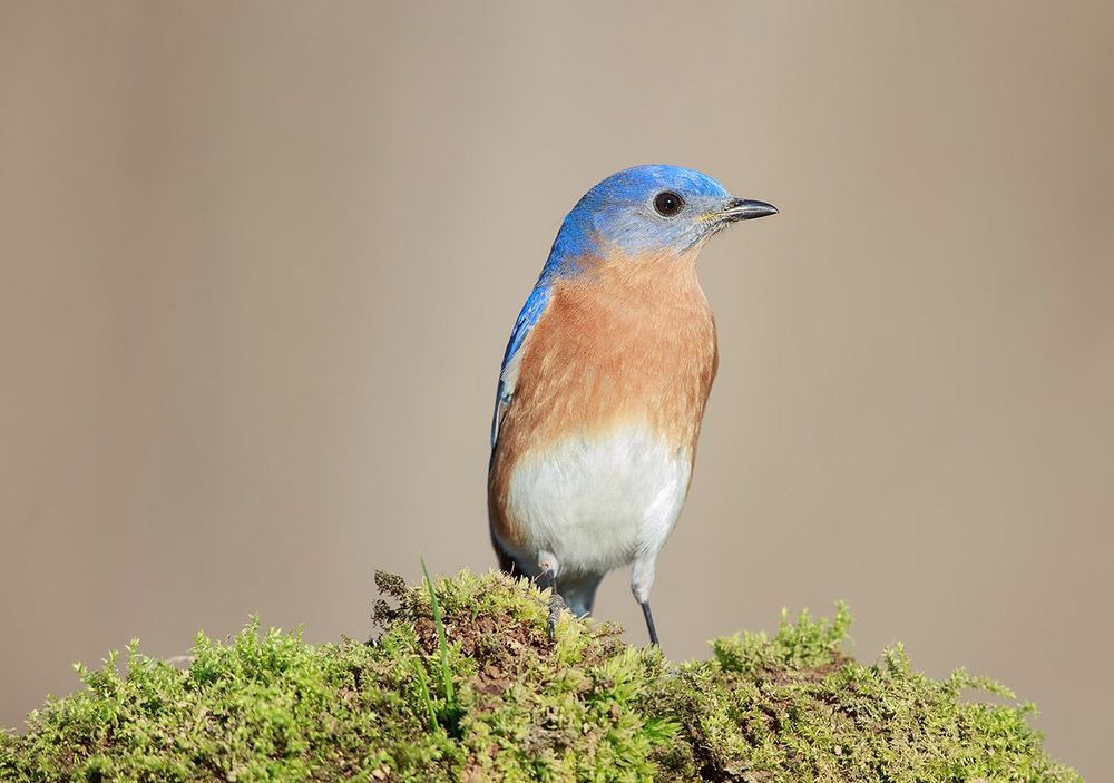 Восточная сиалия - Eastern Bluebird