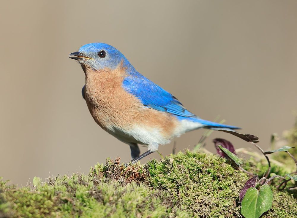 Восточная сиалия - Eastern Bluebird