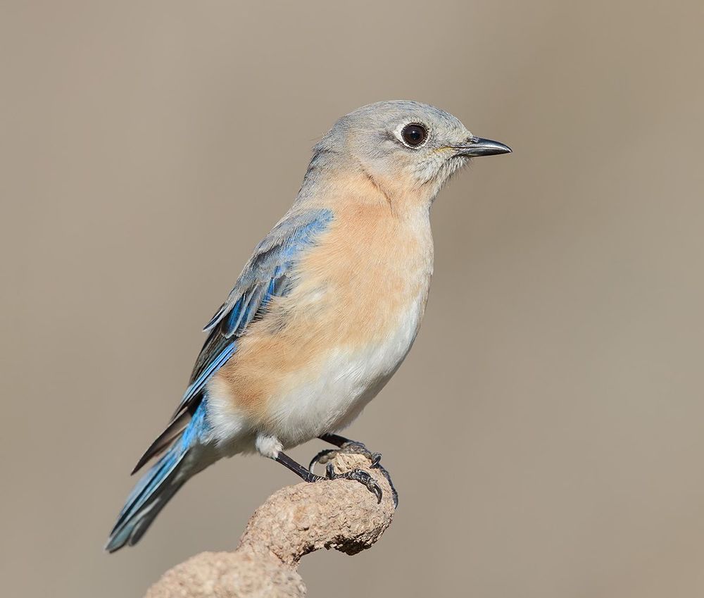 Восточная сиалия - Eastern Bluebird