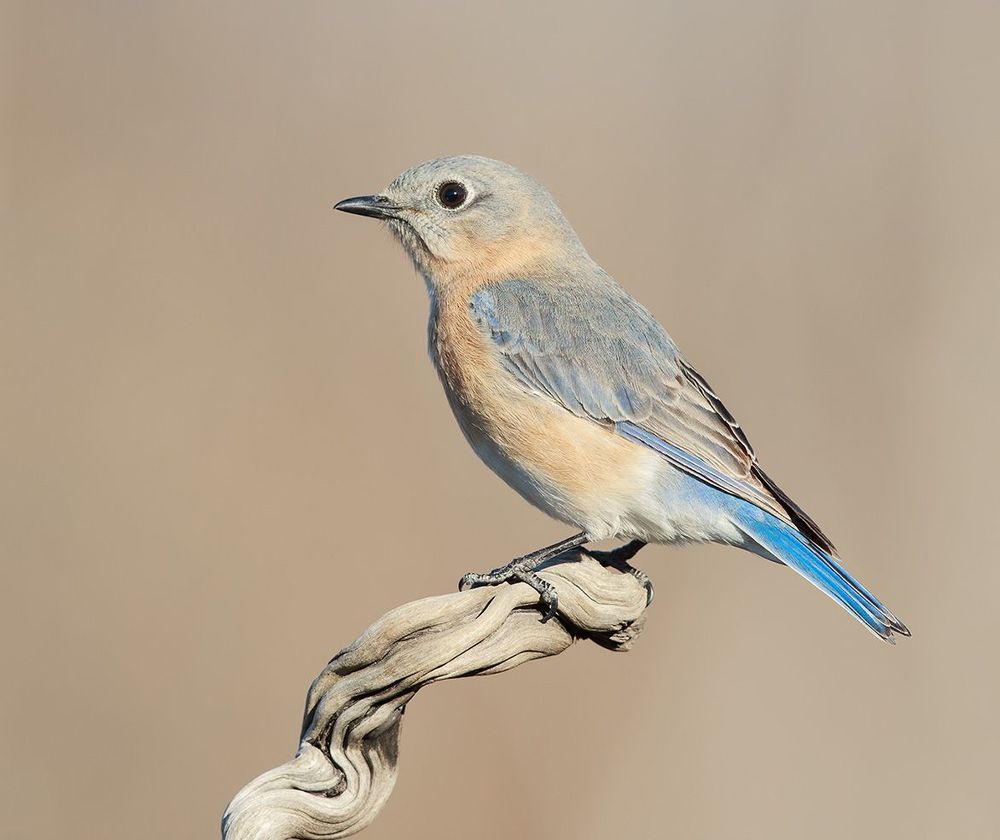 Восточная сиалия - Eastern Bluebird