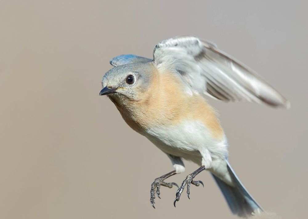 Восточная сиалия - Eastern Bluebird