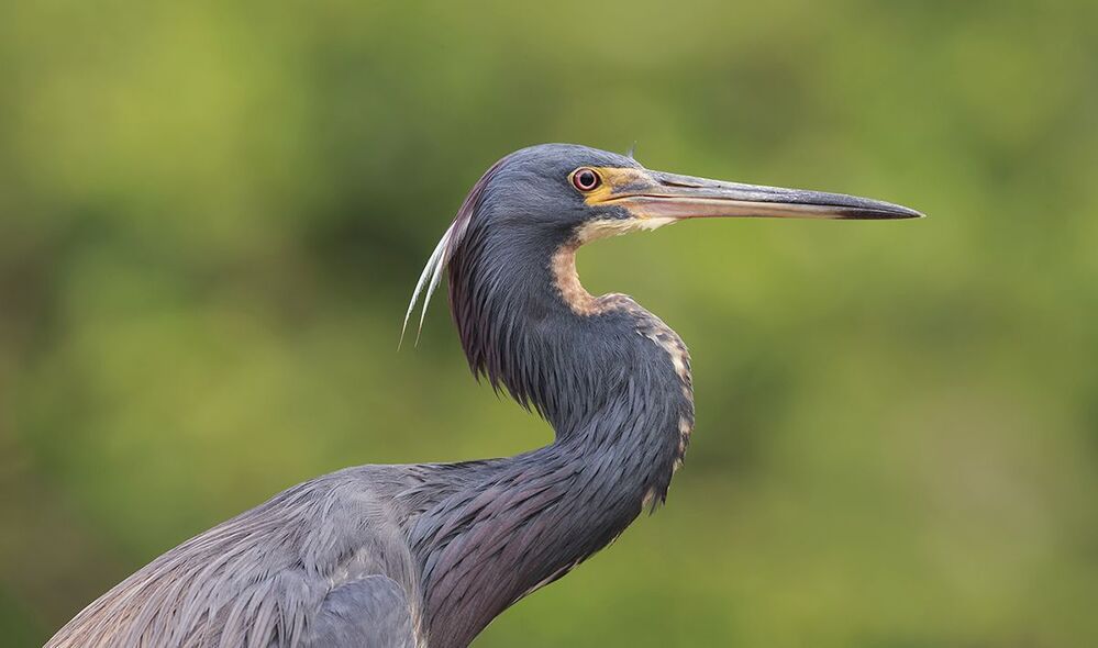 Трёхцветная цапля - Tricolored Heron