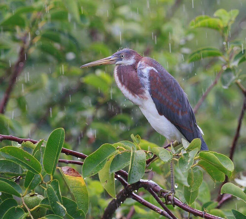 Трёхцветная цапля - Tricolored Heron