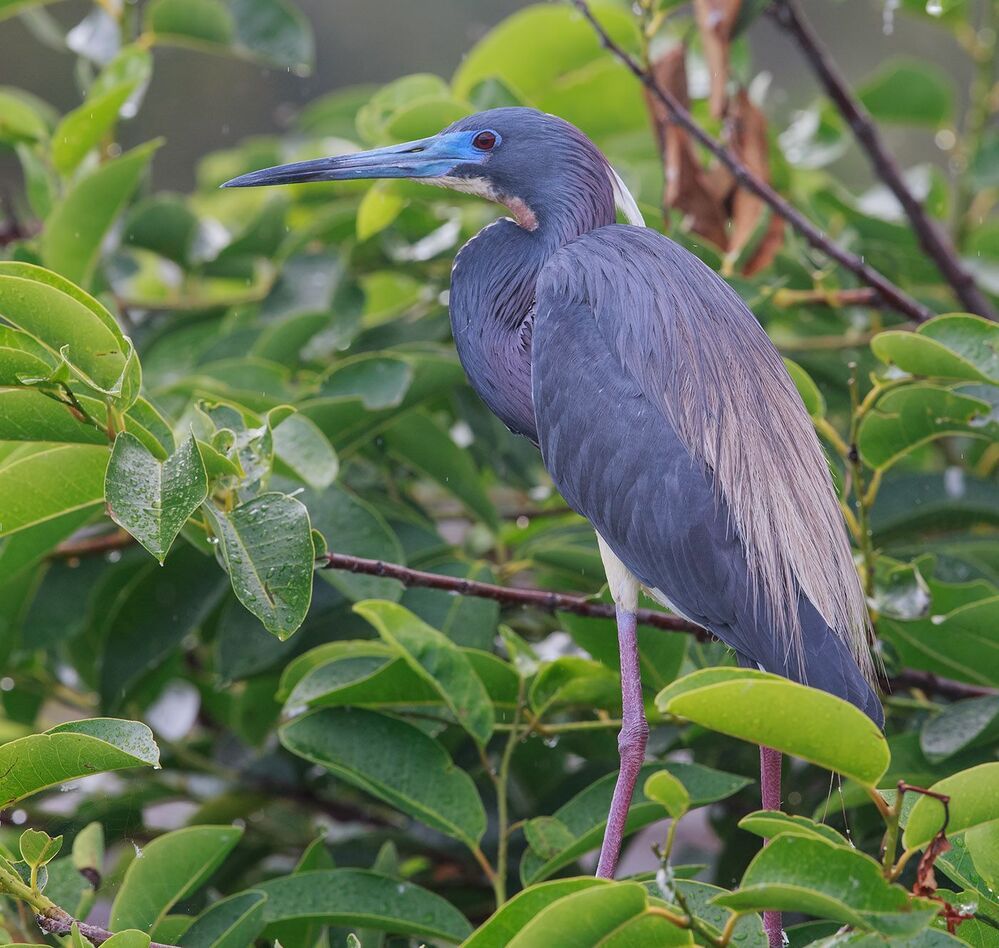 Трёхцветная цапля - Tricolored Heron
