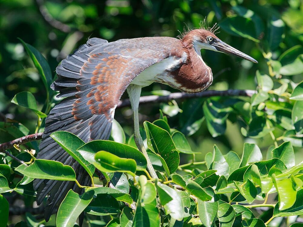 Трёхцветная цапля - Tricolored Heron