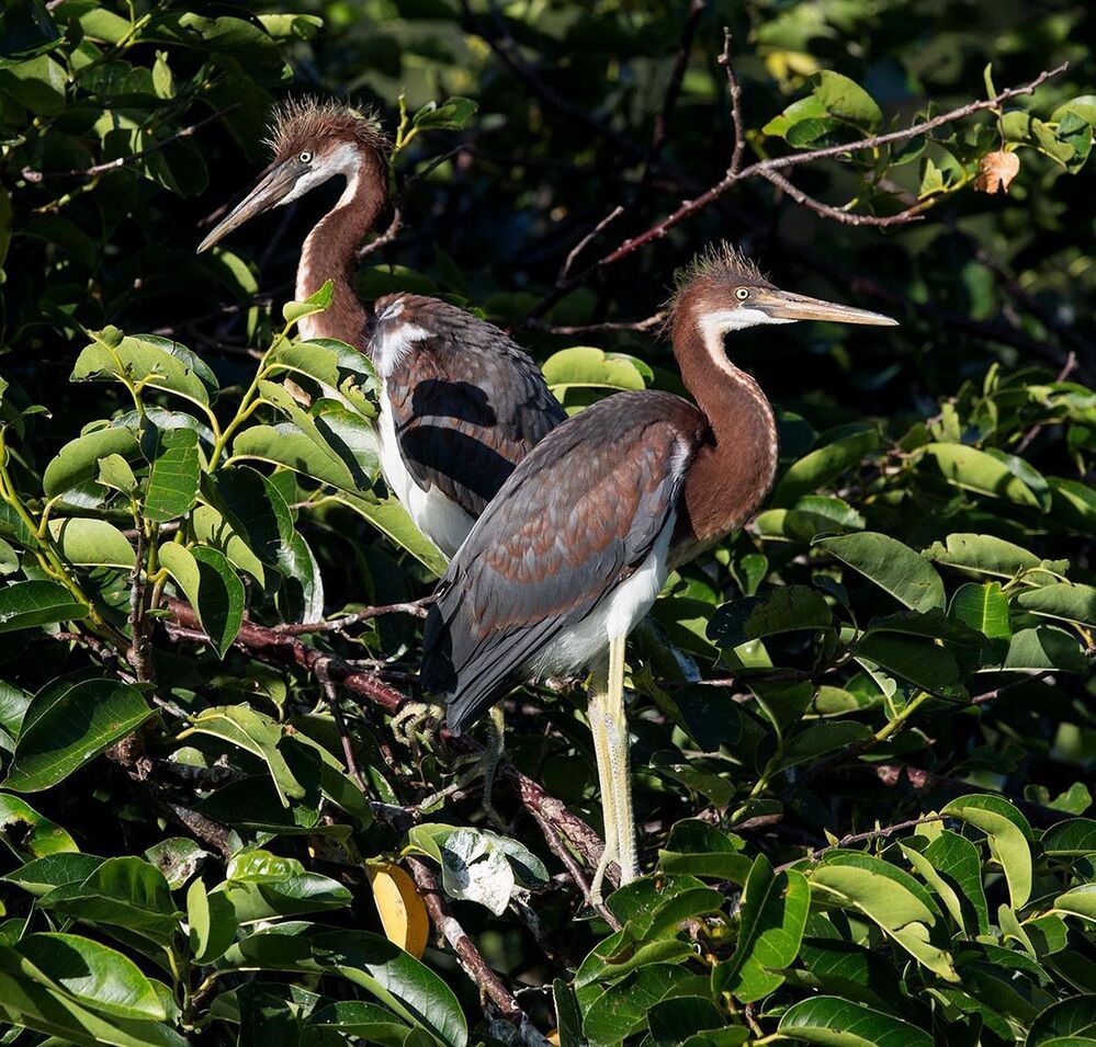 Трёхцветная цапля - Tricolored Heron