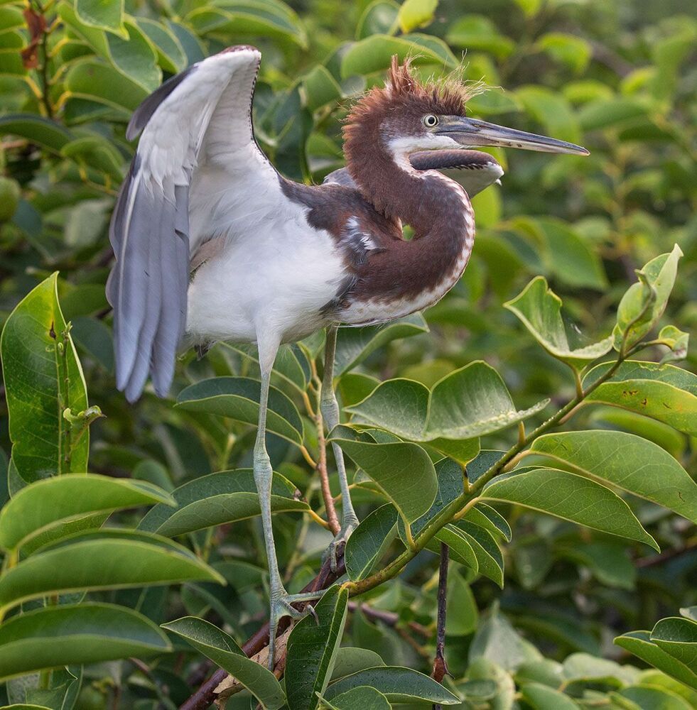Трёхцветная цапля - Tricolored Heron