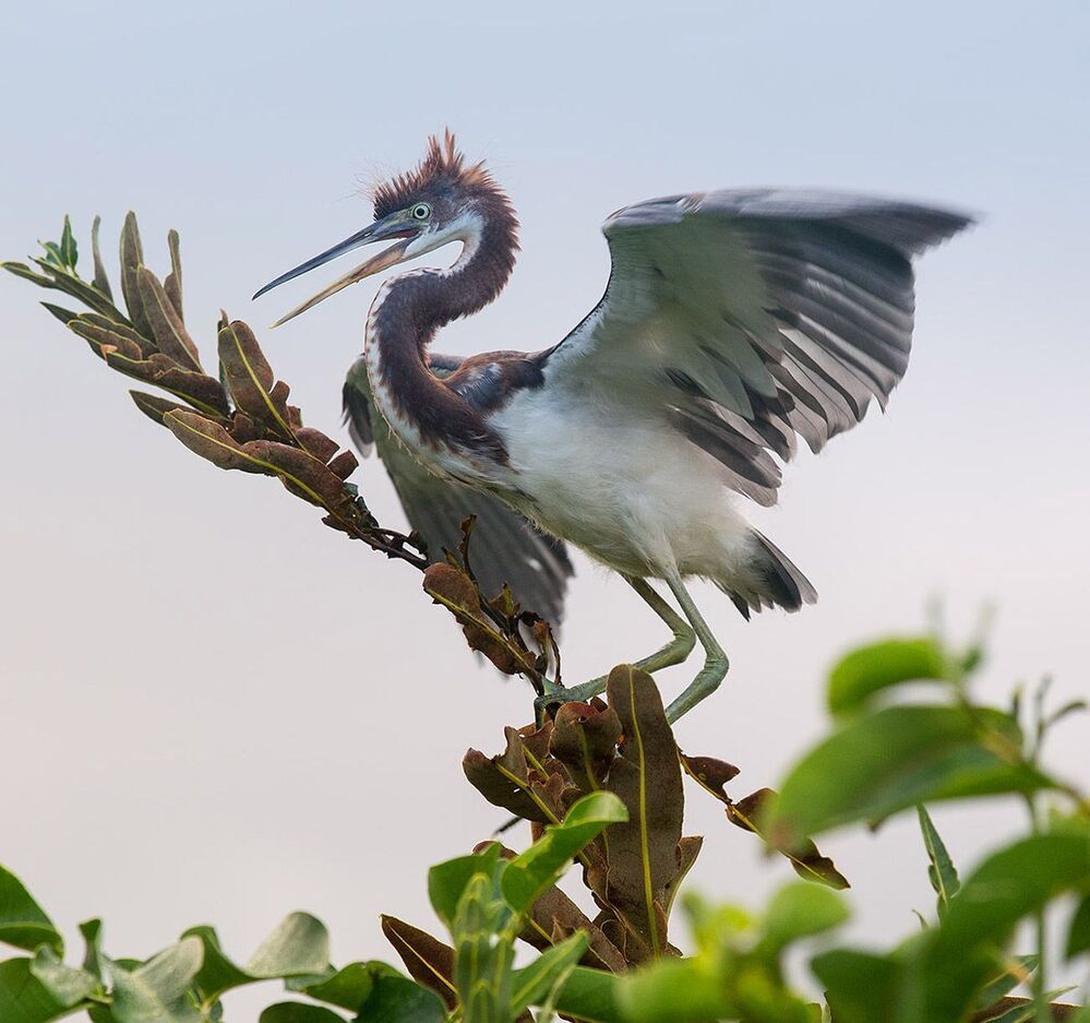Трёхцветная цапля - Tricolored Heron