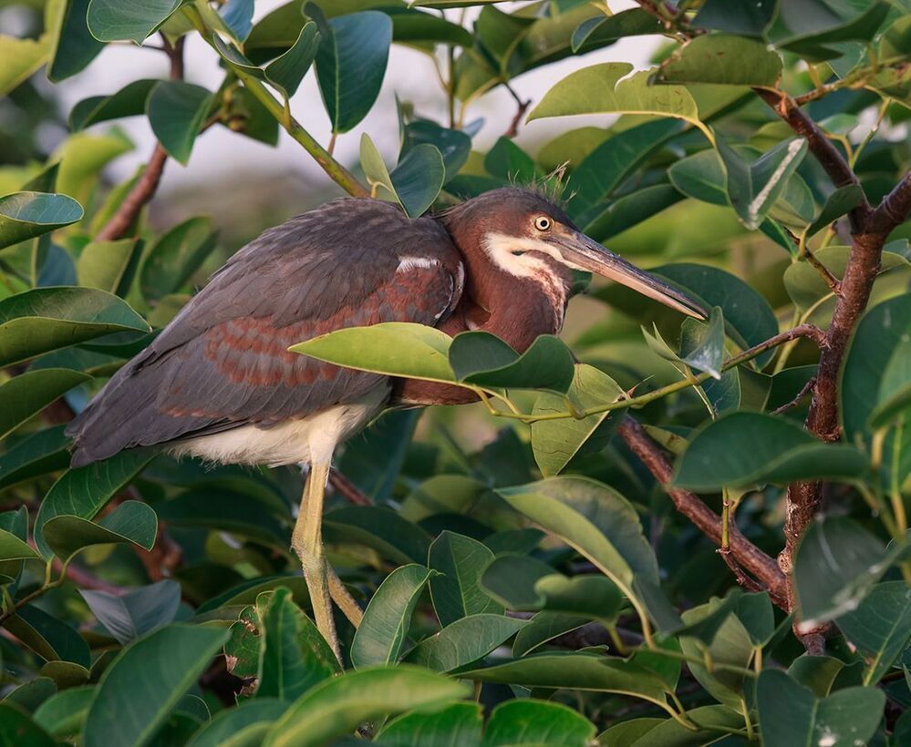 Трёхцветная цапля - Tricolored Heron