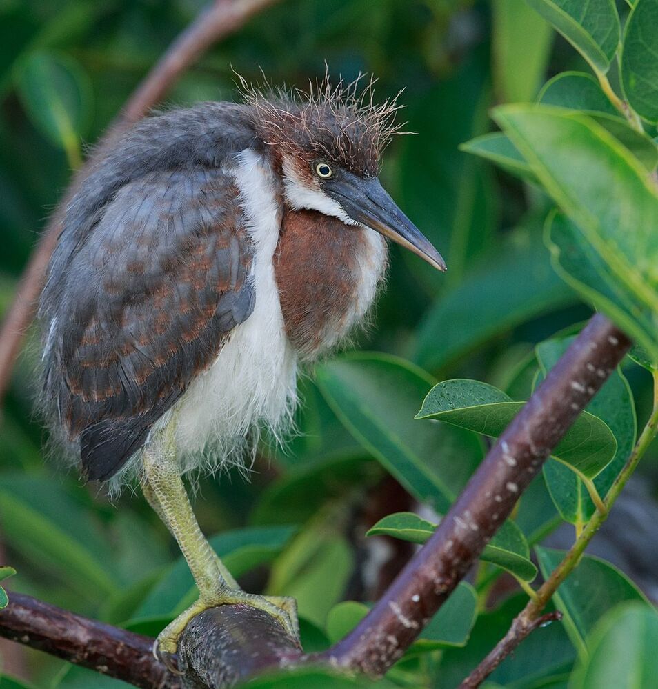 Трёхцветная цапля - Tricolored Heron