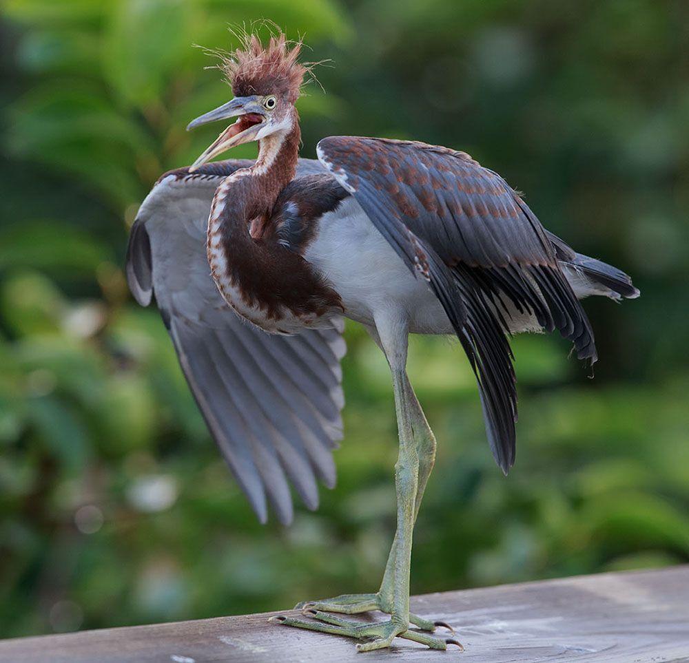 Трёхцветная цапля - Tricolored Heron